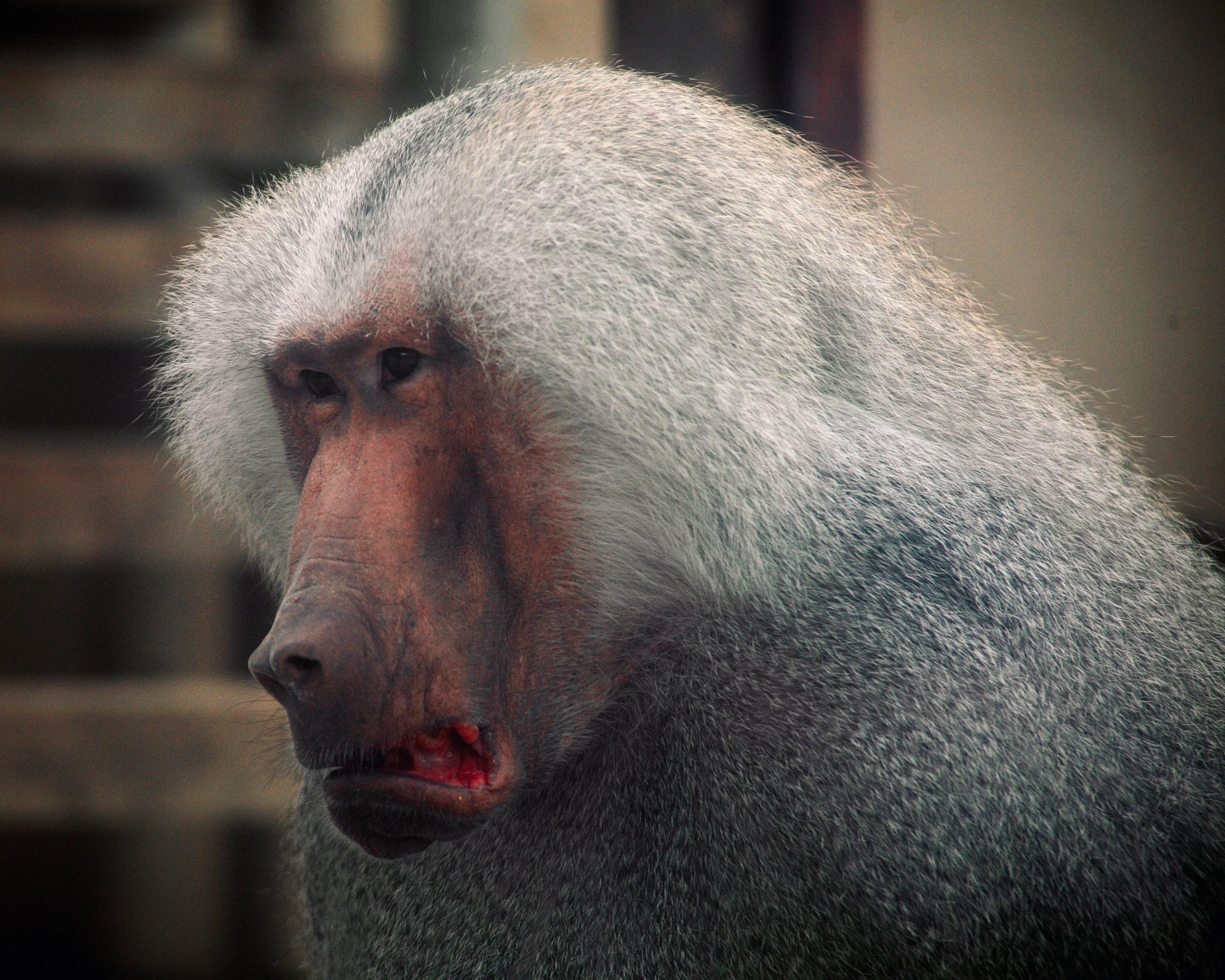 東武動物公園のマントヒヒ