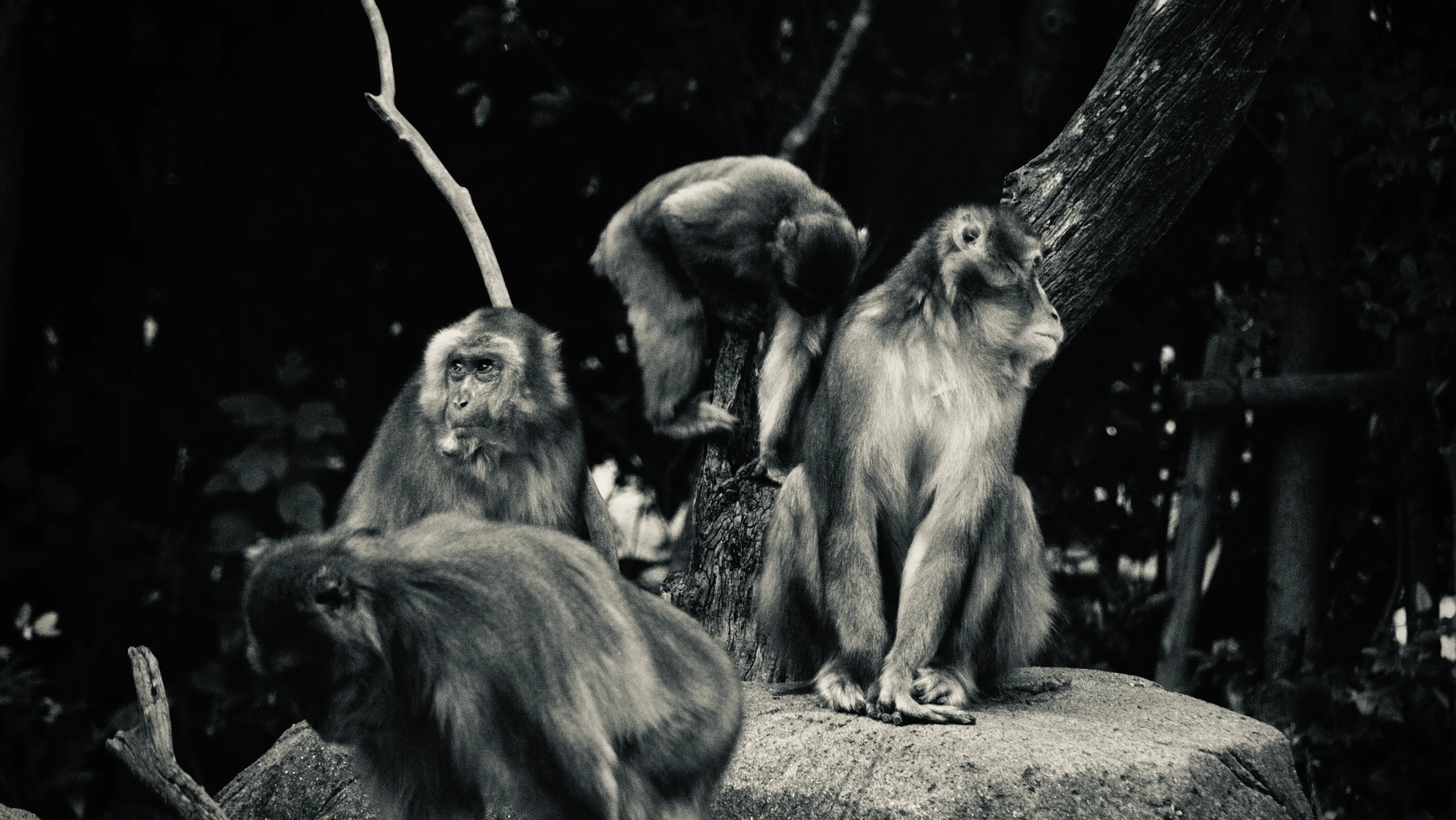 千葉市動物園