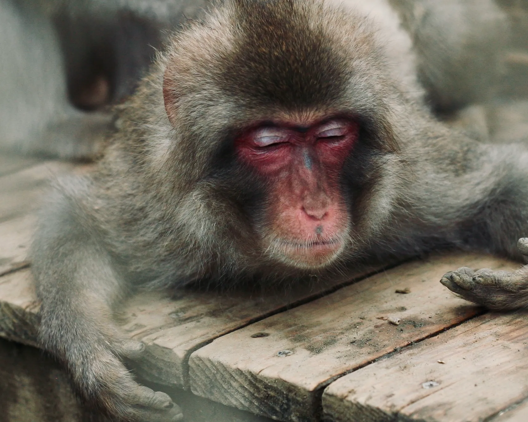 富津自然動物園
