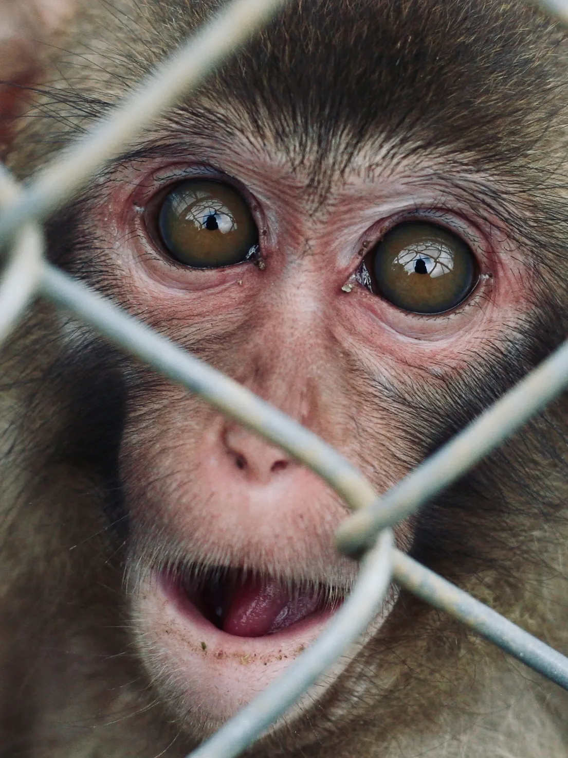 富津自然動物園