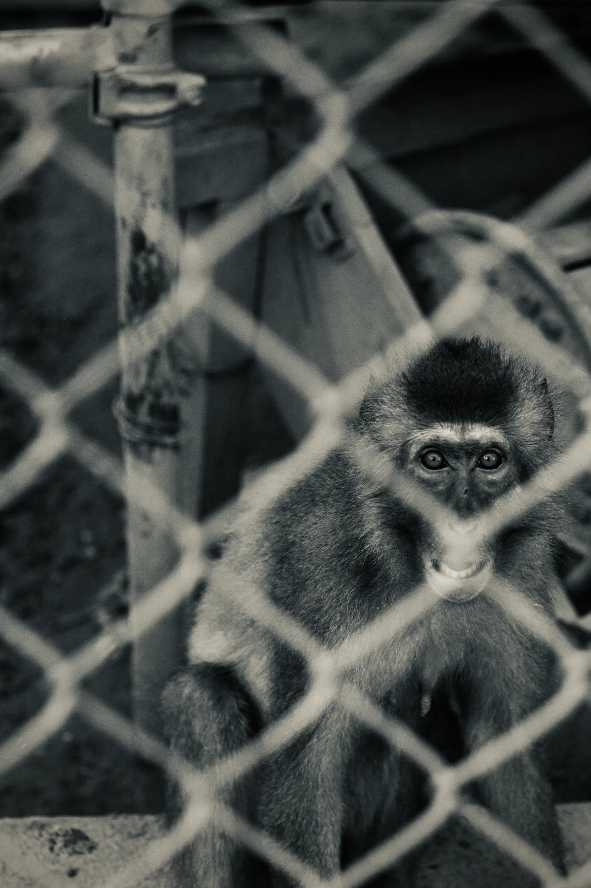 富津自然動物園
