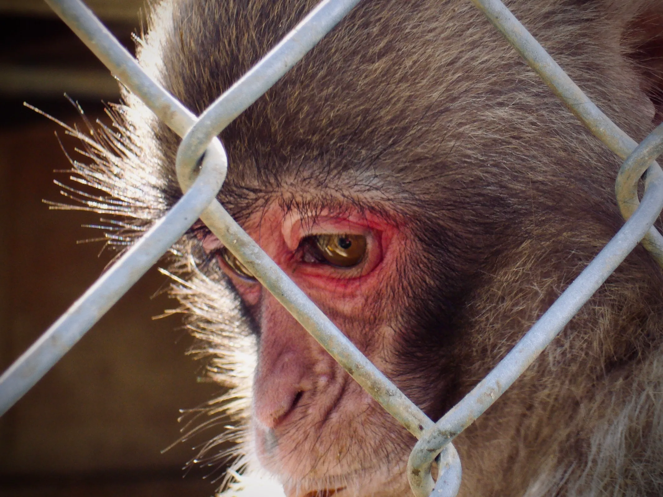 富津自然動物園