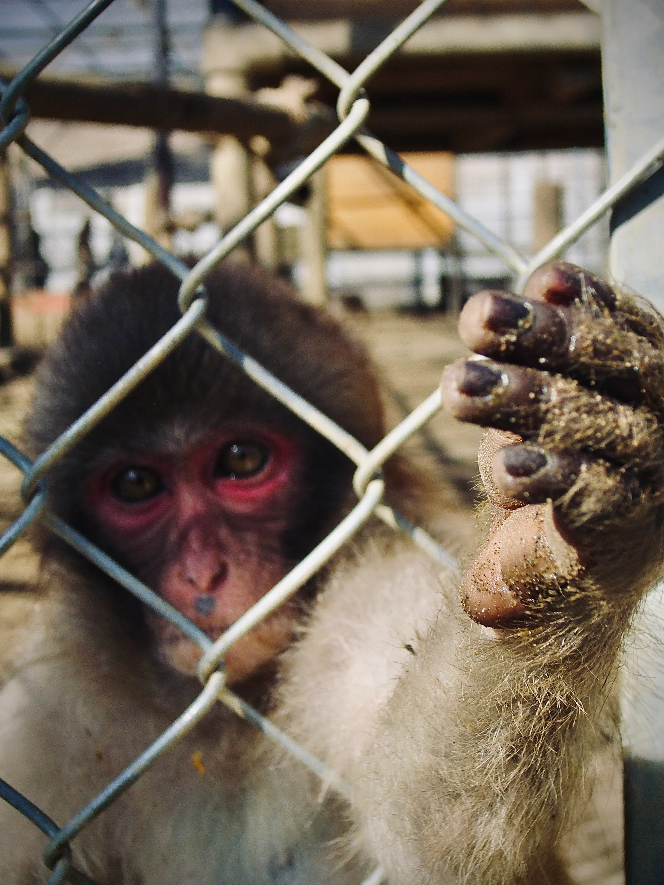 富津自然動物園