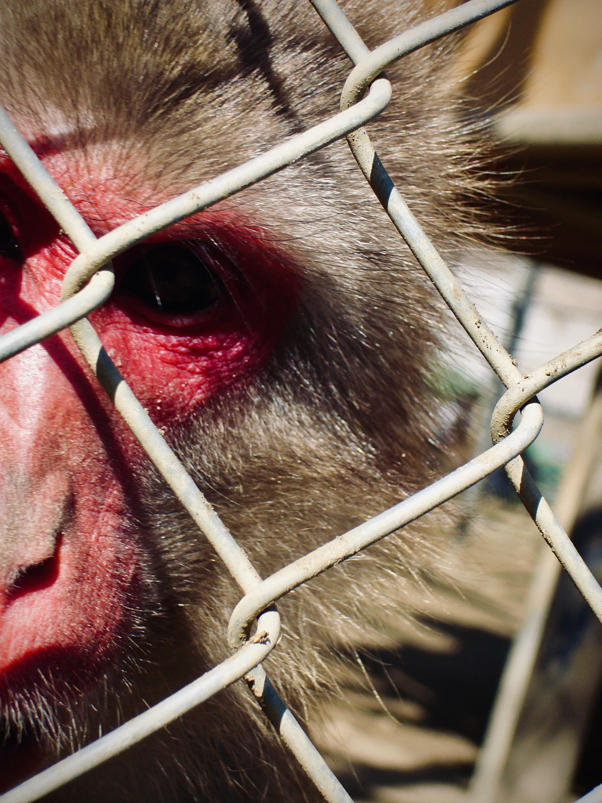 富津自然動物園