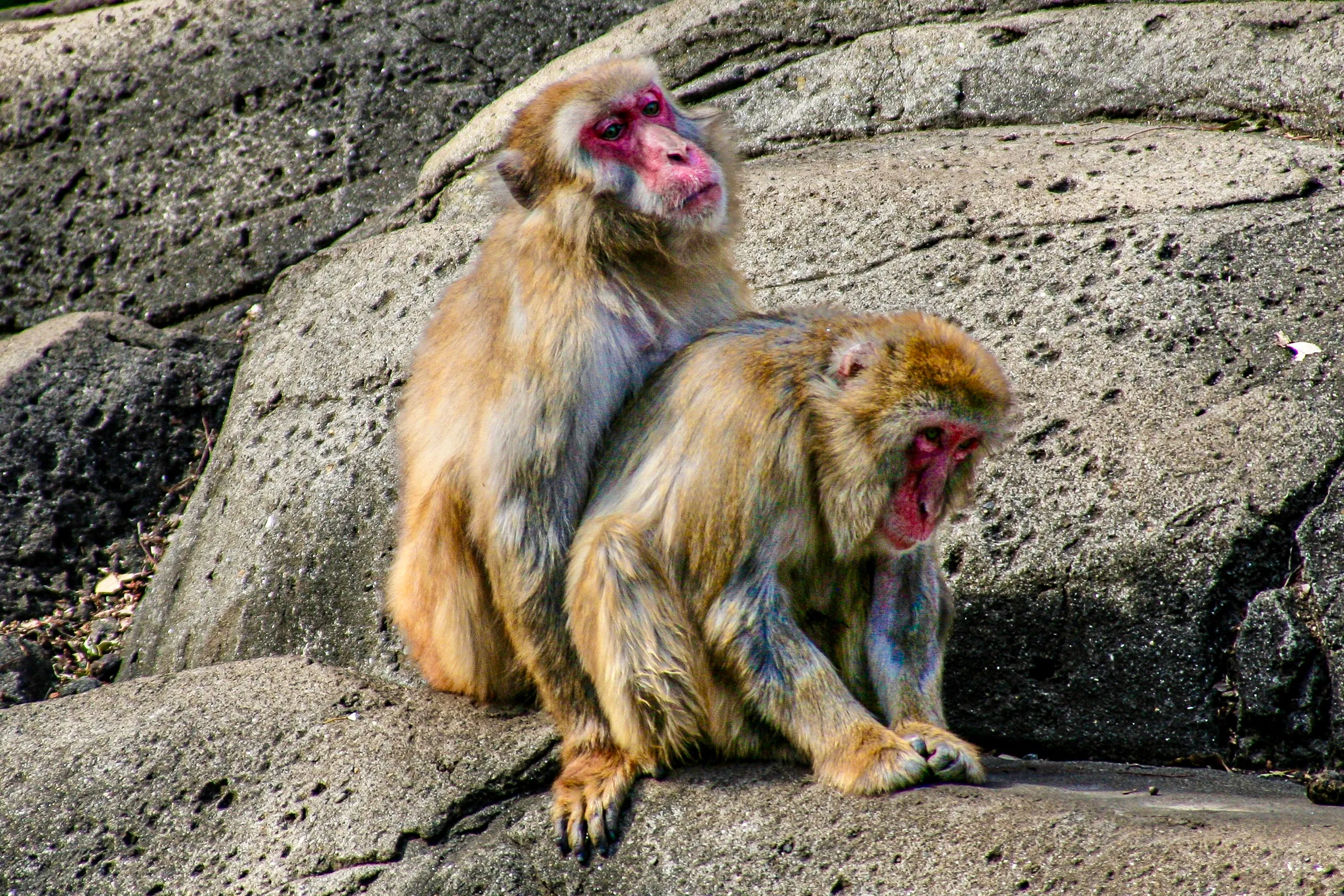 千葉市動物園